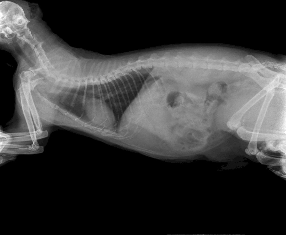 Внутренние органы собаки на рентгене