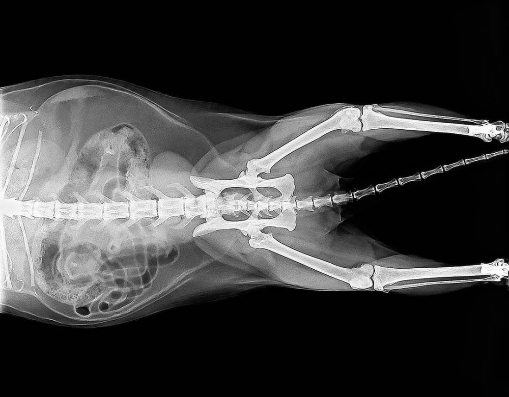 Анатомия собаки рентген