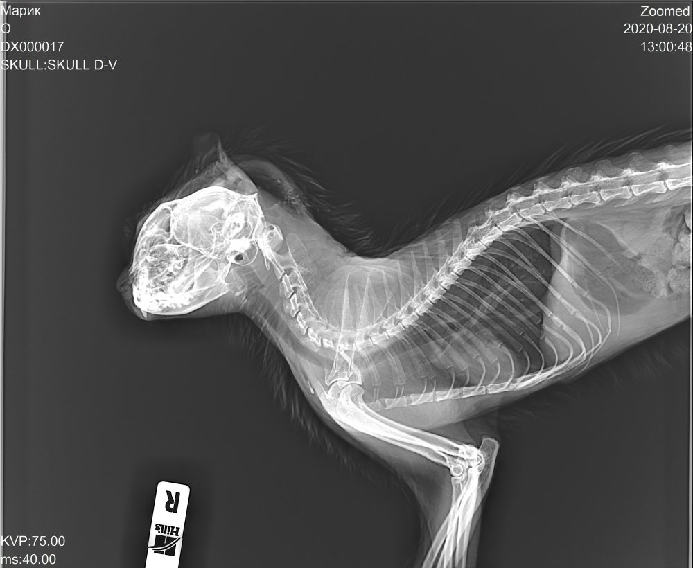 Рентген грудной клетки кошки в норме