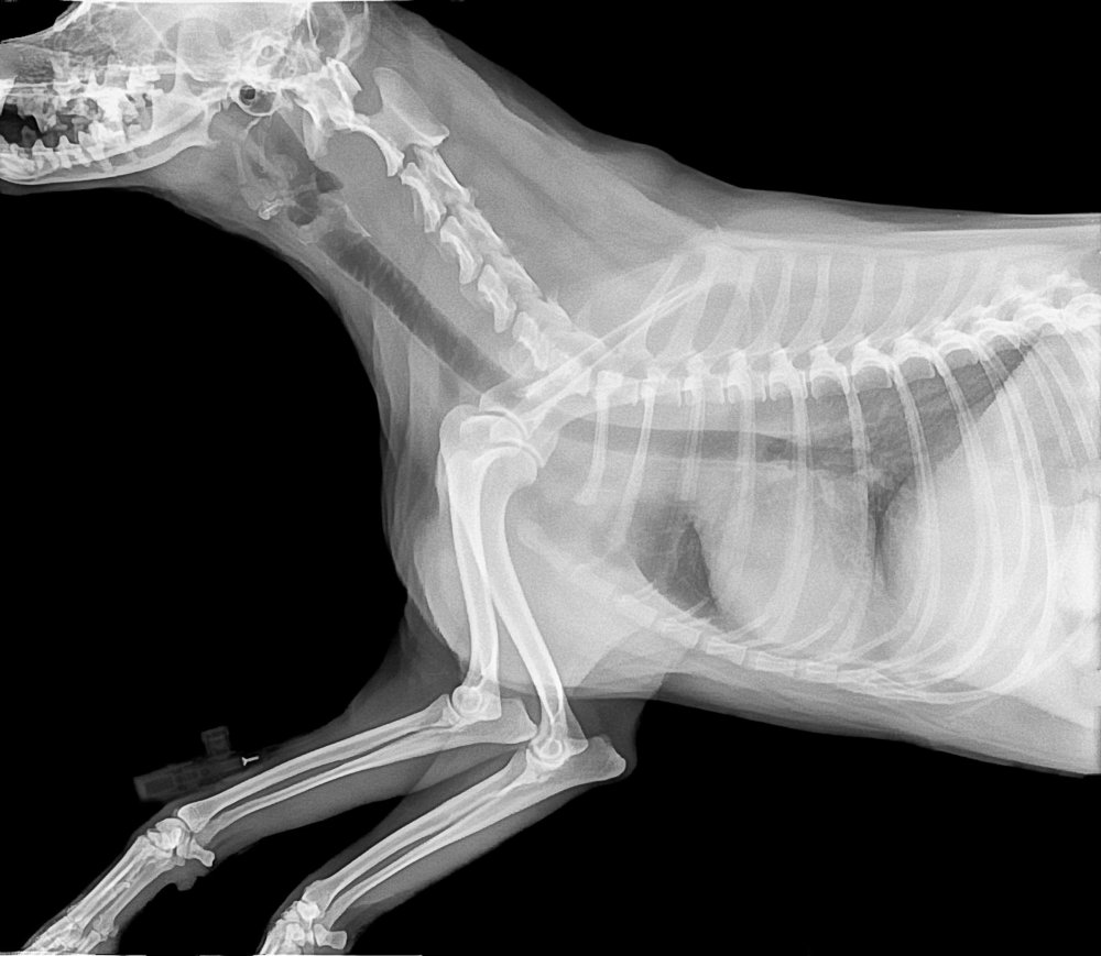 Рентгеновские снимки животных