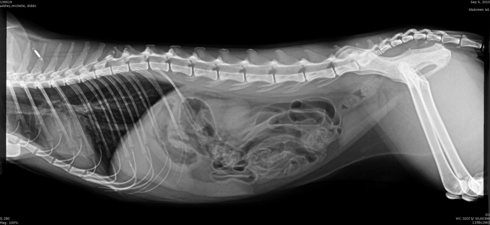Диафрагмальная грыжа у кошки рентген