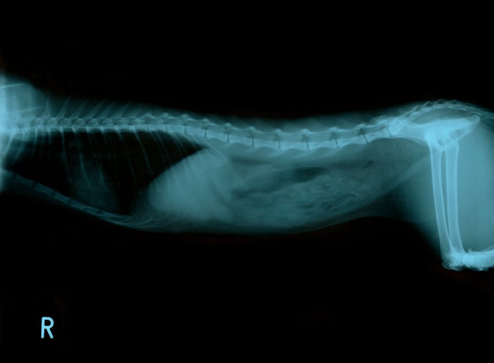 Рентген кошки при бронхиальной астме