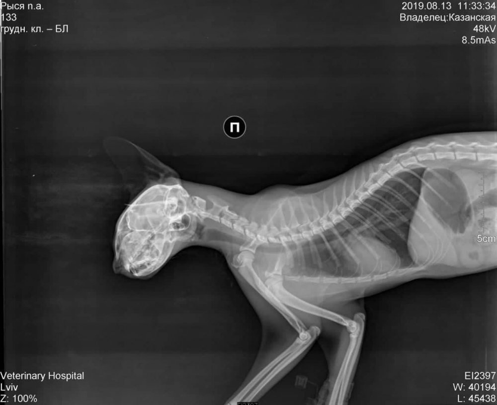 Анатомия кошки рентген