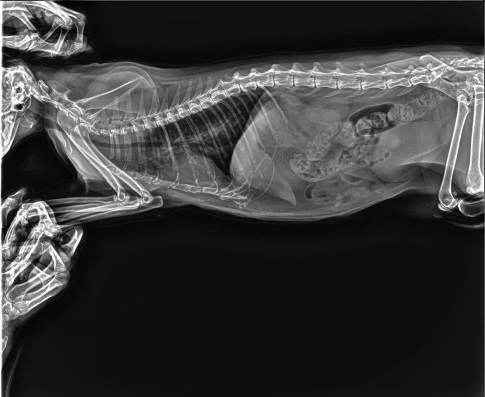 Рентген позвоночника кошки