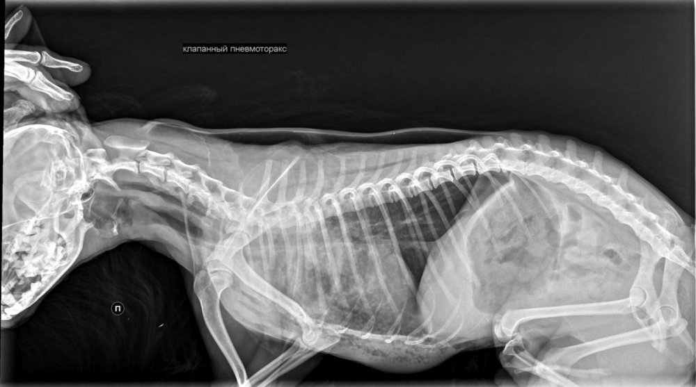 Рентгеновские снимки кошки