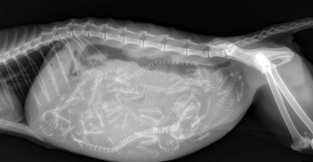 Пневмоторакс у кошки рентген