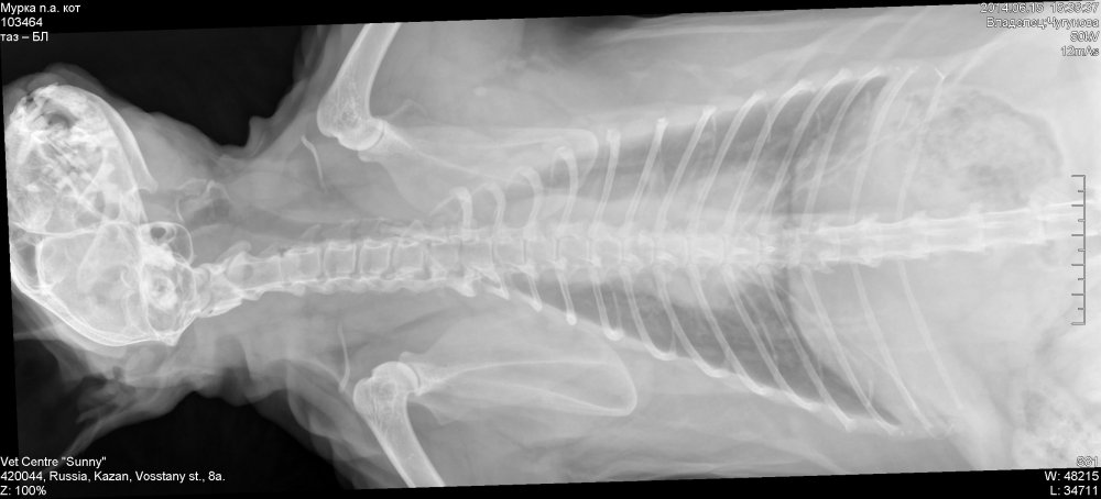 Подъязычная кость собаки рентген норма