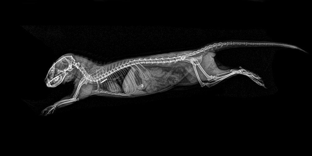 Топография почек у кошек рентген