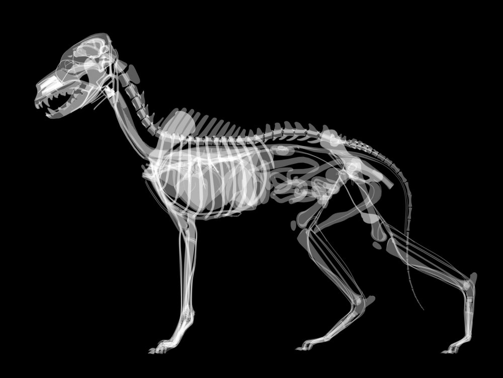 Рентген животных