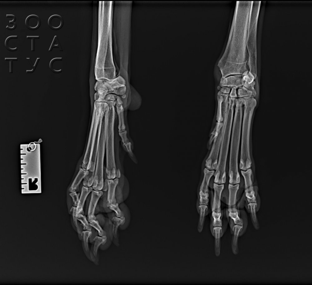Рентгеновские снимки собак