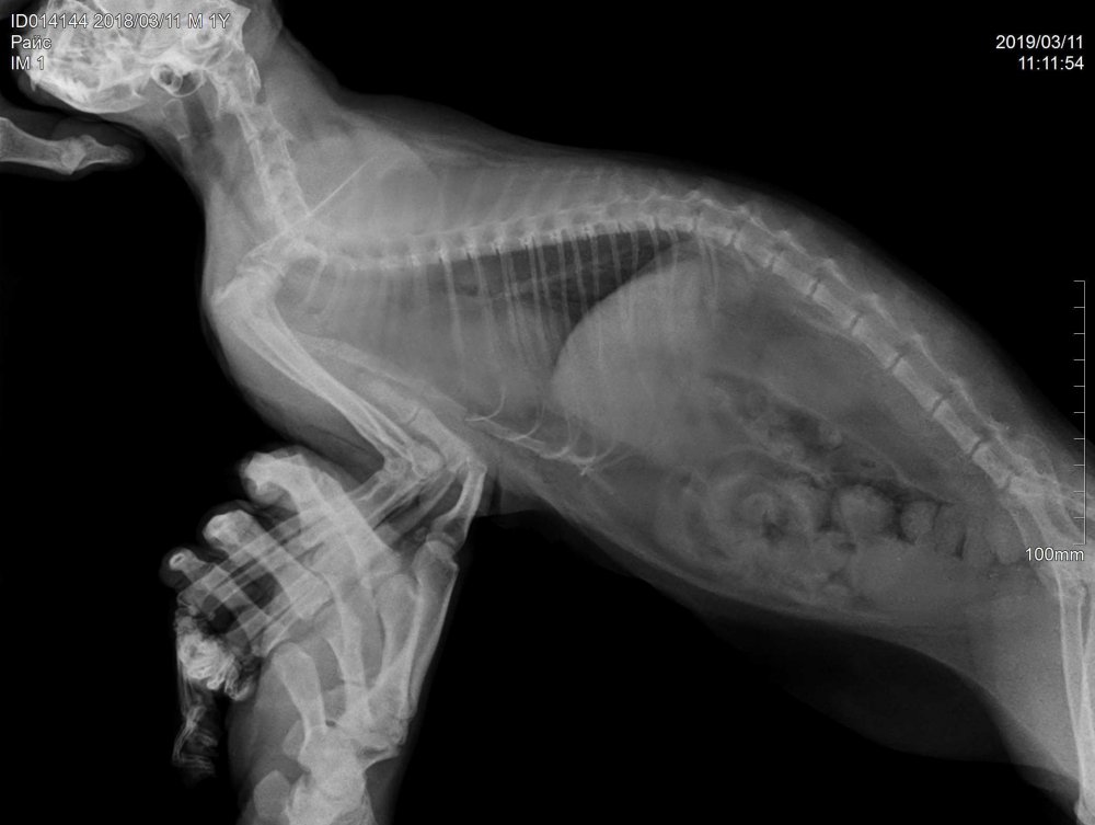 Рентгеновский снимок кота