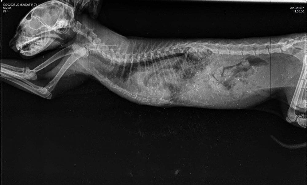 Подъязычная кость у собаки рентген