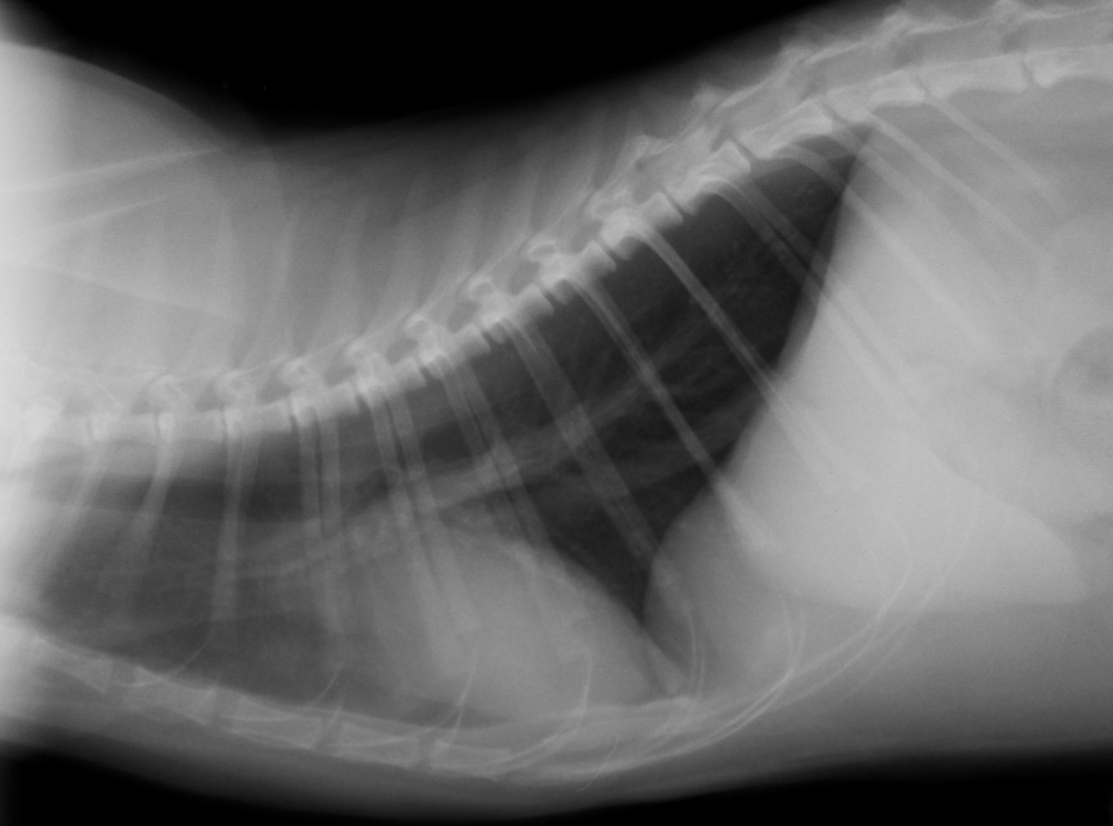 Рентген грудной клетки кошки в норме