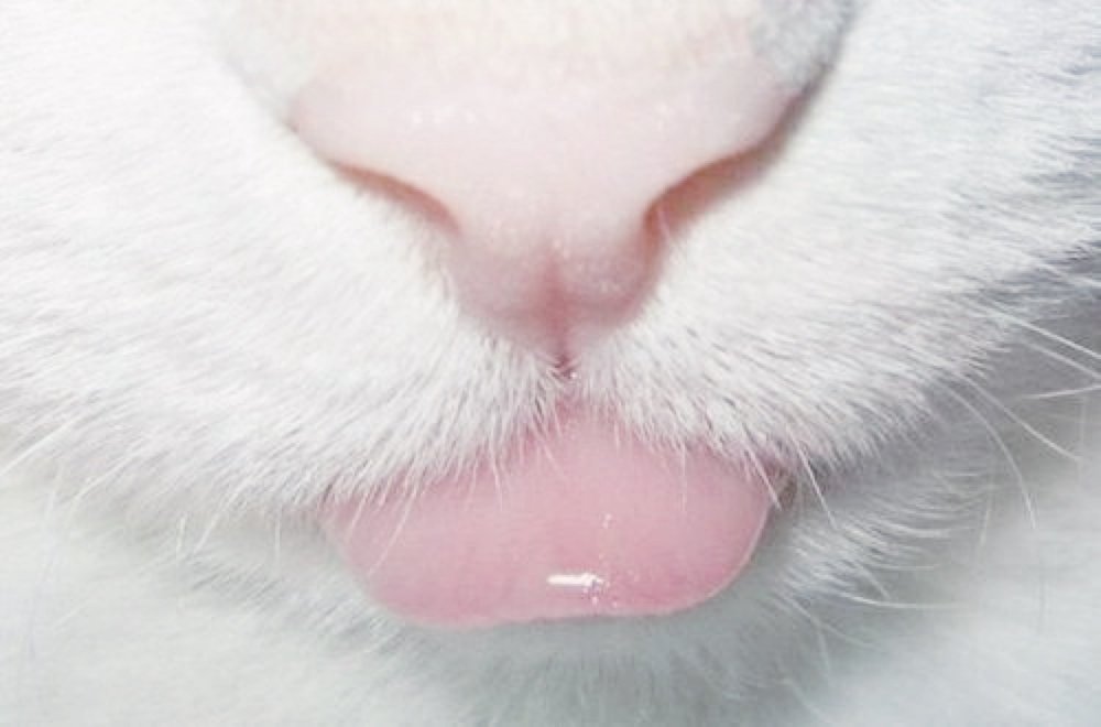 Кот с розовым носом