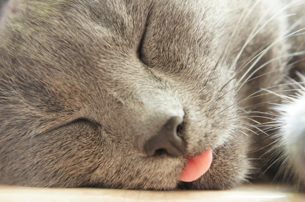 Кот спит с высунутым языком