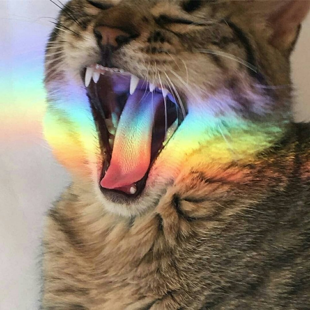 Кот с радугой