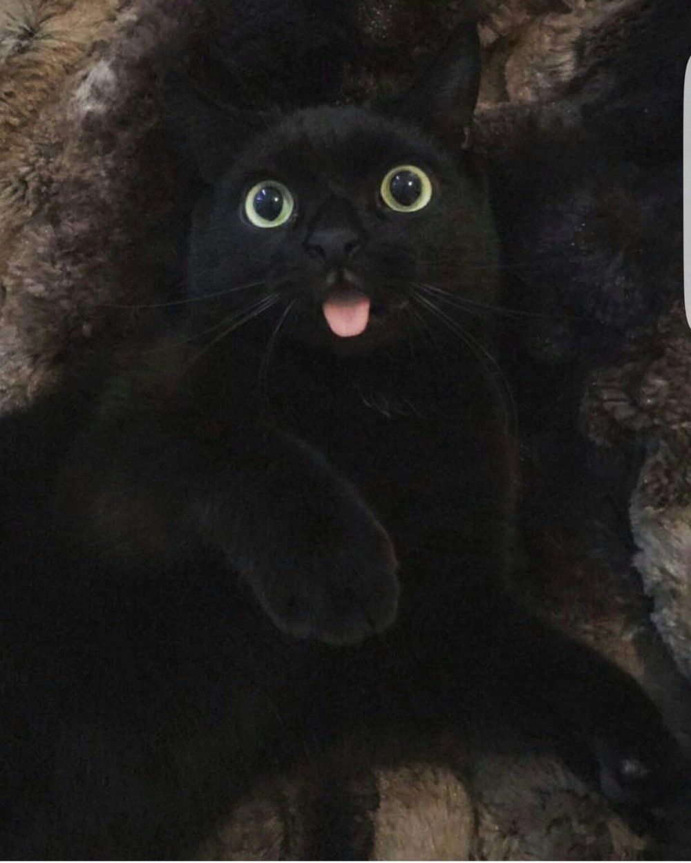 Черный кот показывает язык