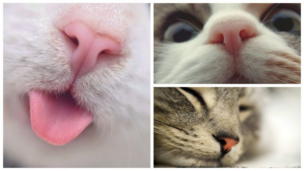 Отпечаток носа кошки