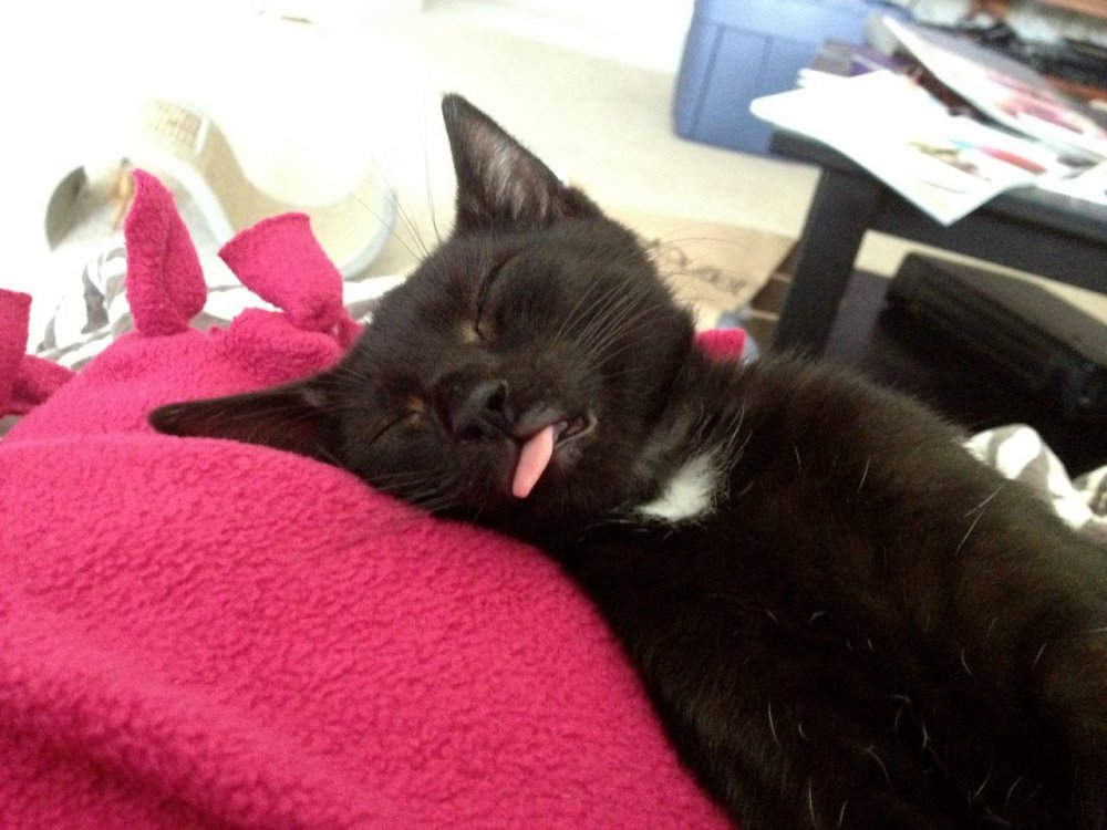 Черный котик спит