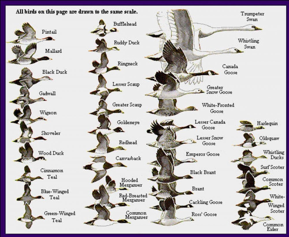 Охотничьи птицы список