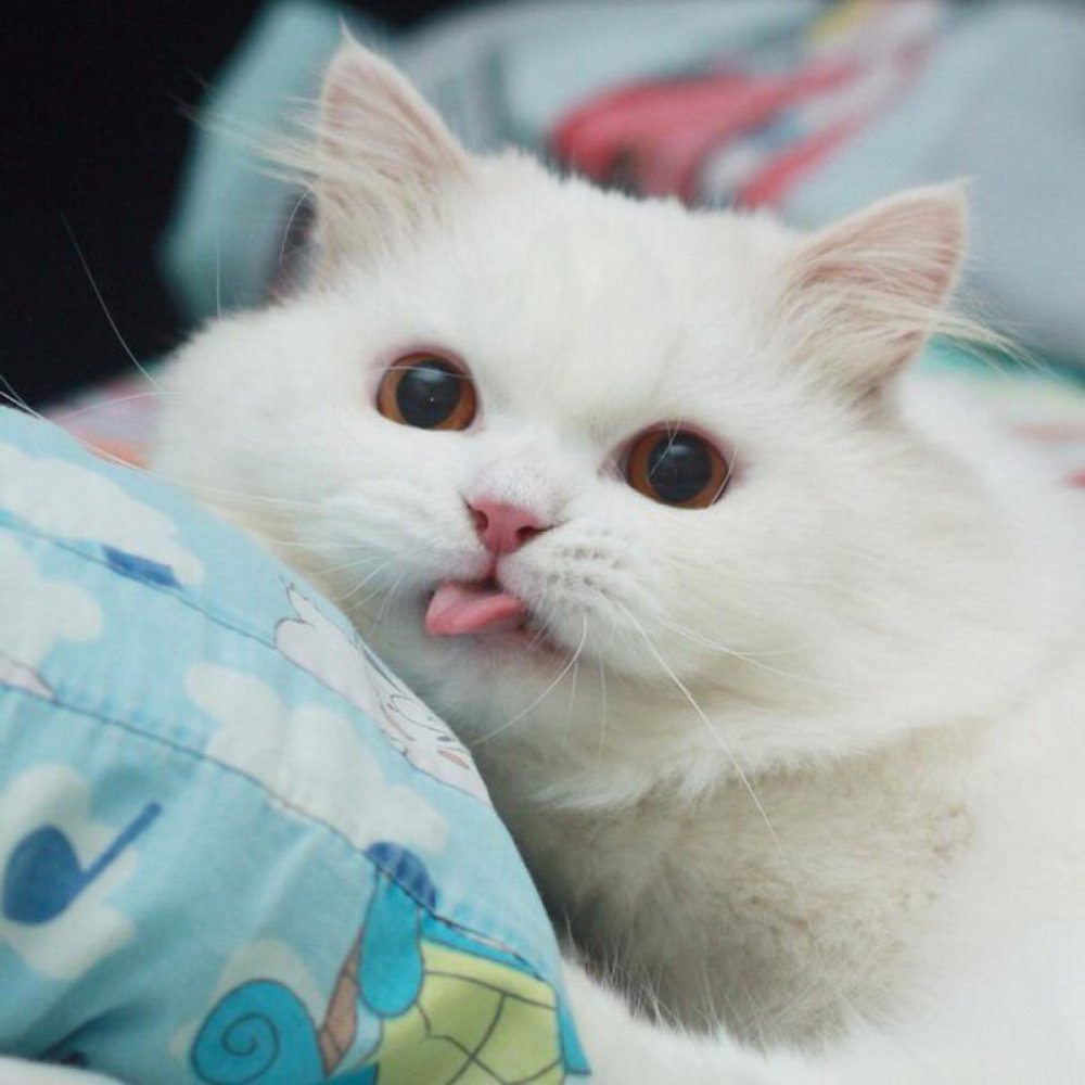 Милый белый кот
