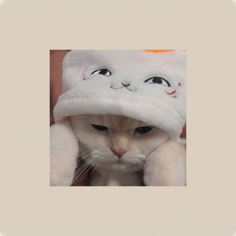 Котики милые Эстетика в шапке