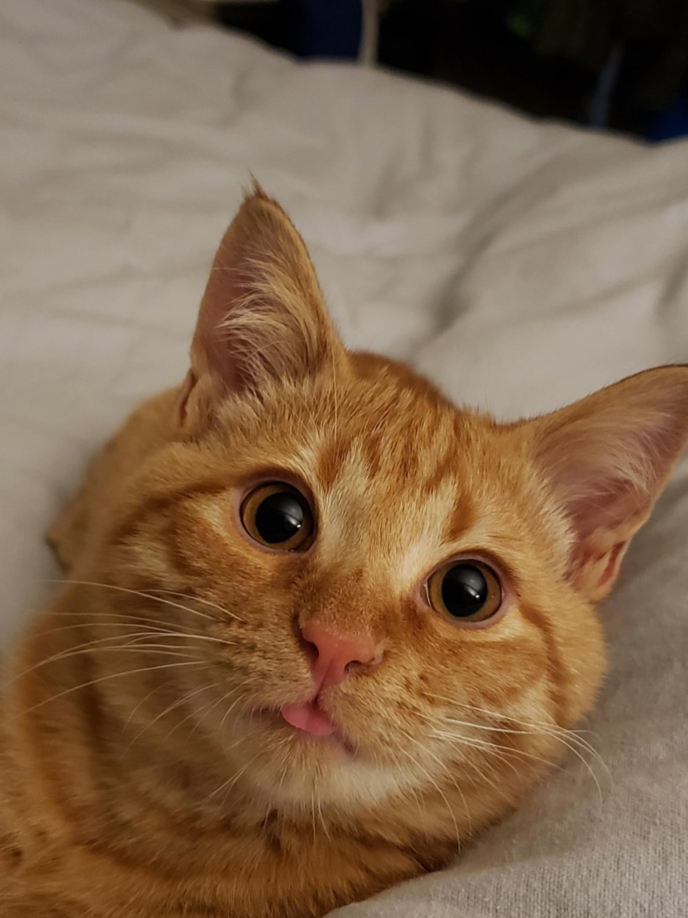 Рыжий кот с языком