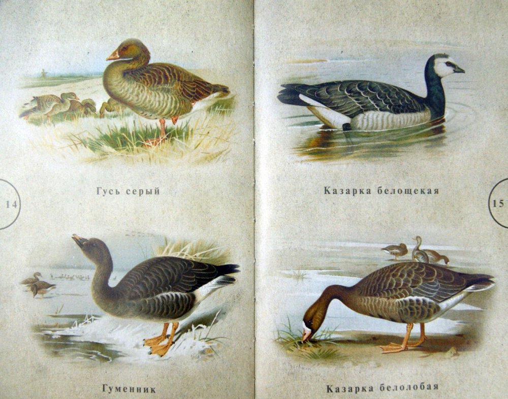 Дикие гуси перелетные птицы России
