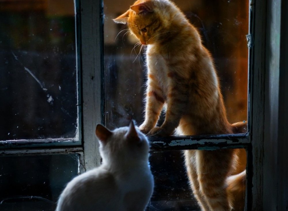 Рыжая кошка на окне