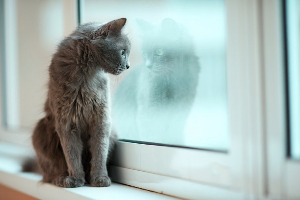 Кот сидит на окне