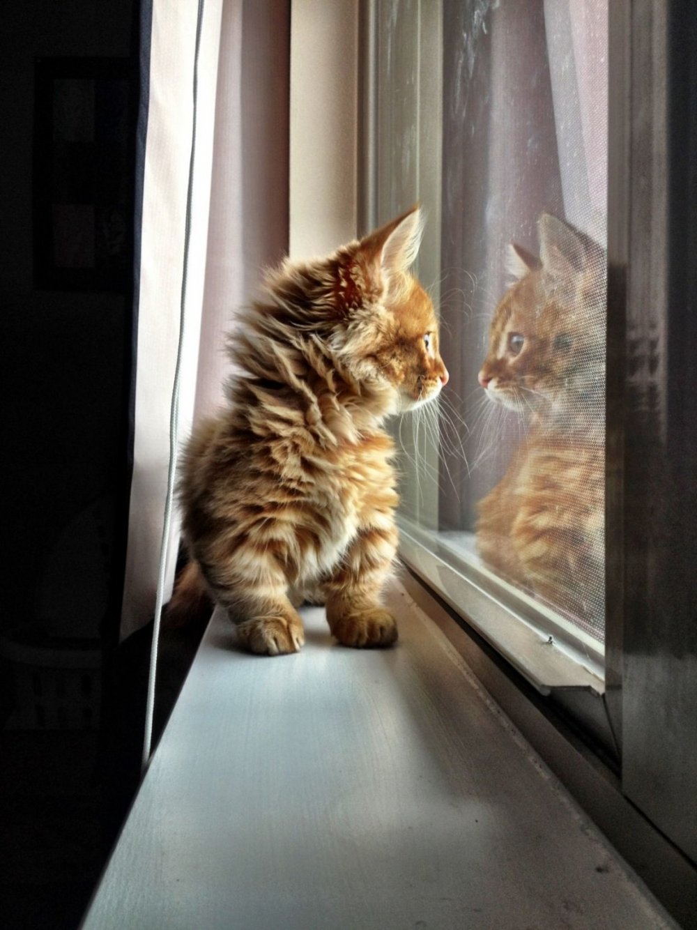 Котенок у окна