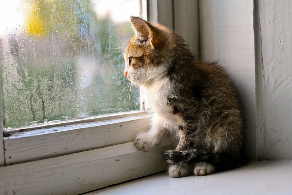 Кот ждет у окна