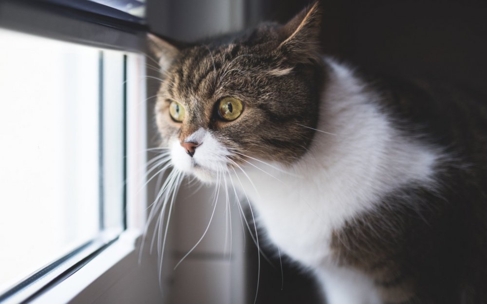 Удивленный кот на окне