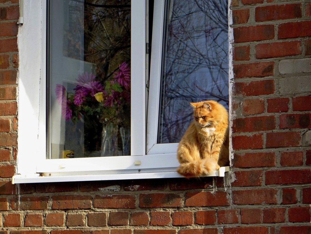 Коты и пластиковые окна