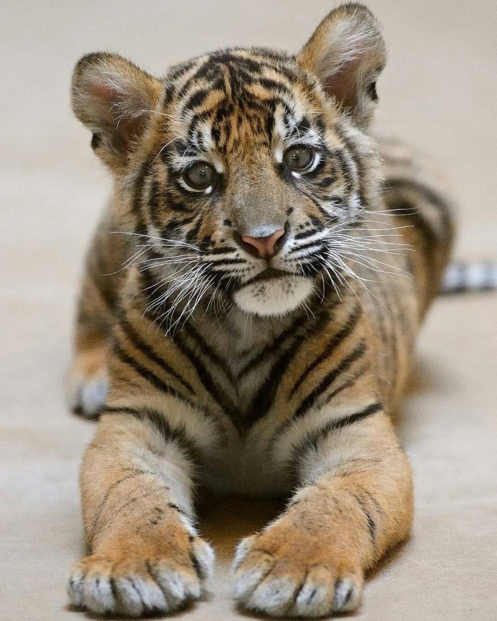 Домашний тигр Тайгер