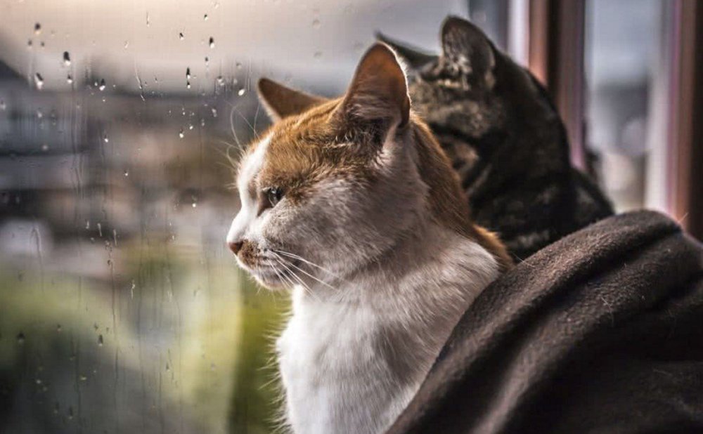 Кот окно дождь