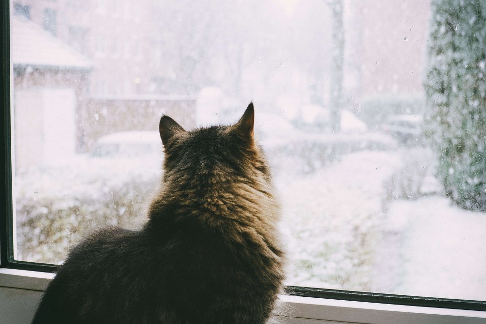 Кот у окна зимой