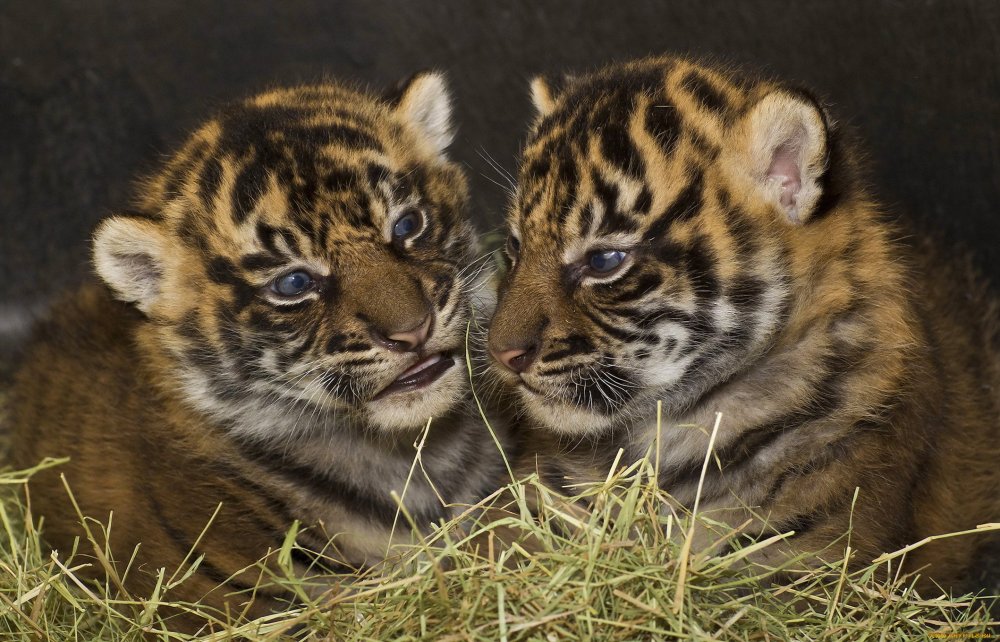 Тигры с детенышем