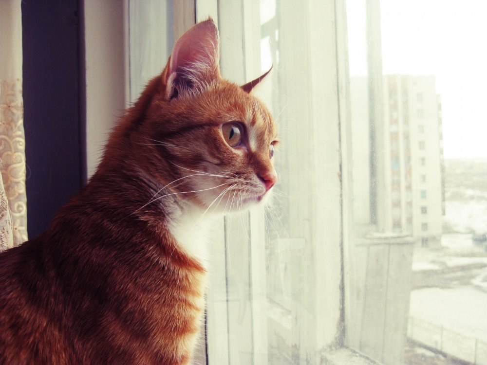 Рыжий кот на окне