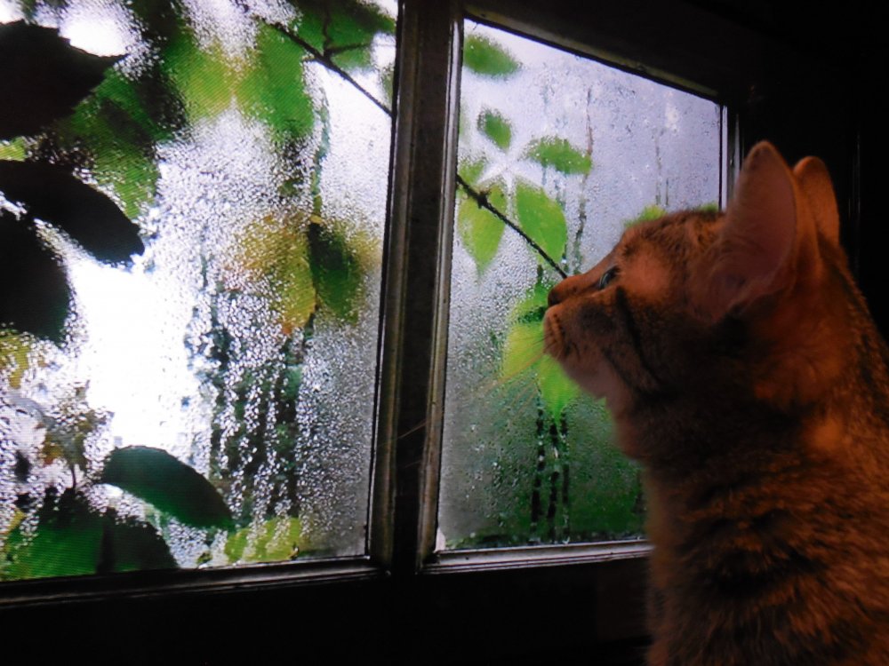 Кот на подоконнике дождь