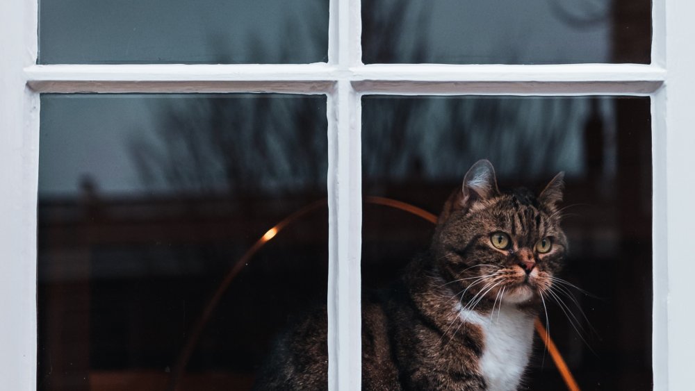 Кошка заглядывает в окно