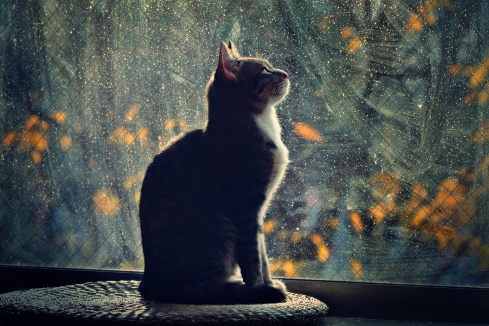 Кошка сидит на окне