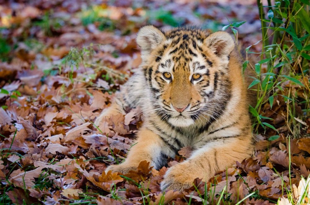 Уссурийский тигр заповедник