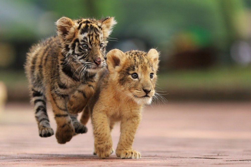 Тигрята и львята тигры львы