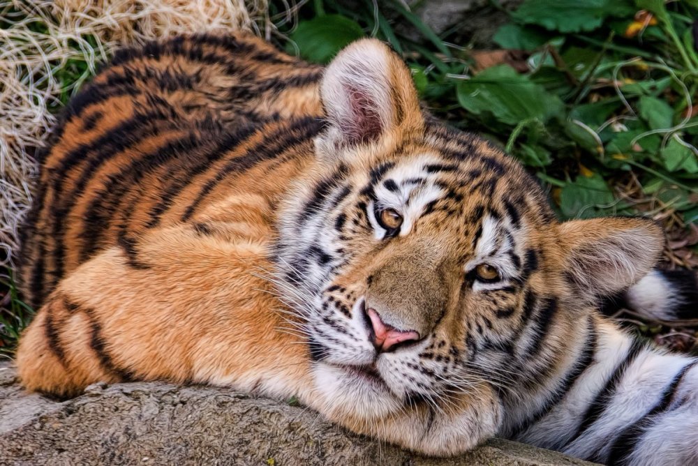 Амурский тигр Детеныши