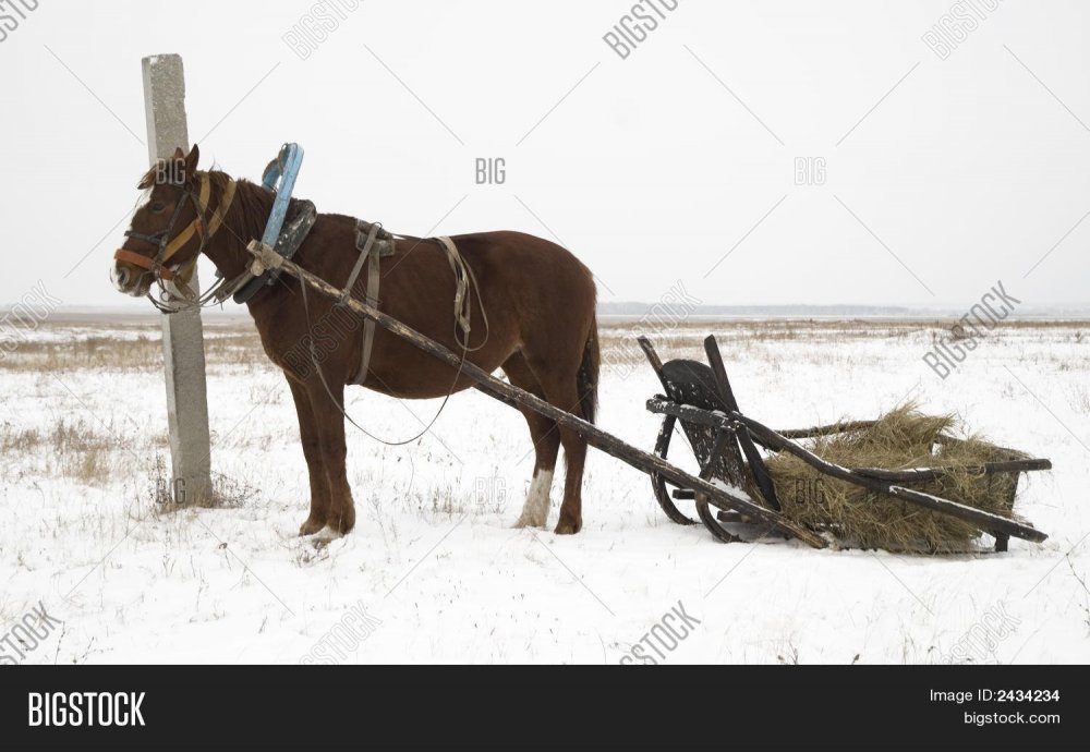 Телега зимняя для коня