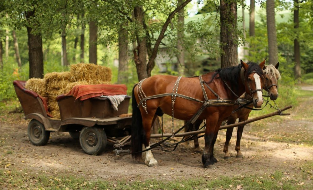 Гужевой транспорт лошади