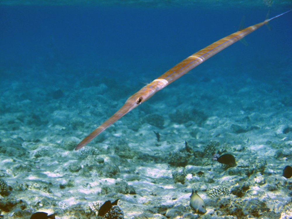 Длиннорылая рыба-игла