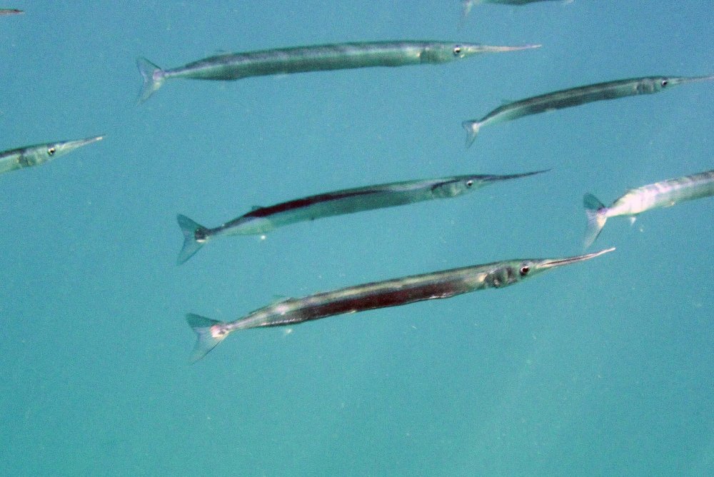 Черноморская рыба Сарган