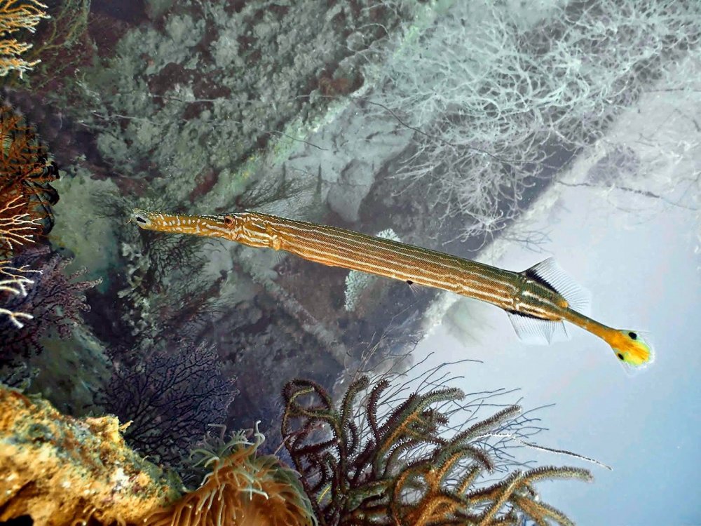 Рыба флейта Средиземное море